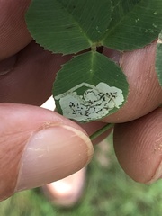 Liriomyza fricki