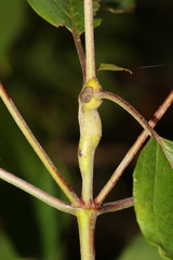 Neolasioptera cornicola