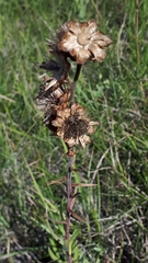 Liatris ligulistylis
