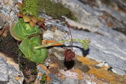 Crassula cremnophila