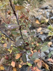 Cotoneaster scandinavicus