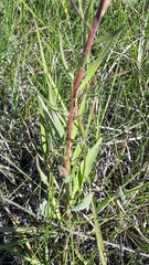 Liatris ligulistylis