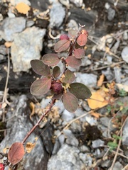 Cotoneaster scandinavicus