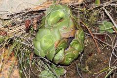 Crassula cremnophila