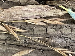 Bromus latiglumis