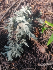 Pseudevernia furfuracea