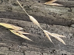 Bromus latiglumis