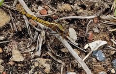 Orthetrum chrysostigma chrysostigma