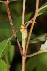Neolasioptera cornicola