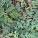 Annesorhiza nuda - Photo (c) Nick Helme, osa oikeuksista pidätetään (CC BY-SA), lähettänyt Nick Helme