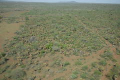 Aloe marlothii marlothii