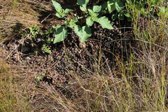 Raphicerus melanotis