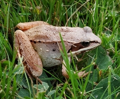 Lithobates sylvaticus image