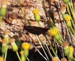 Stygionympha vansoni