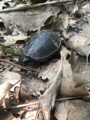 Kinosterninae