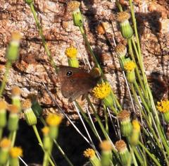 Stygionympha vansoni
