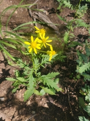 Senecio eremophilus