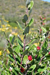 Phylica oleifolia