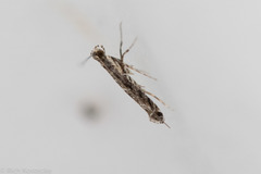 Neurobathra strigifinitella