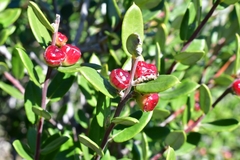 Phylica oleifolia