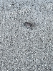 Lycorma delicatula