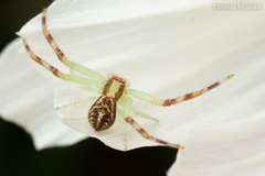 Thomisidae