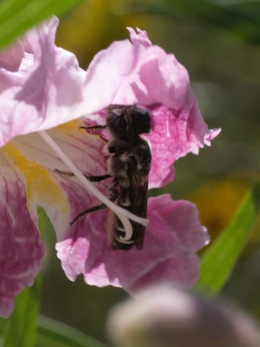 Desert-willow Resin Bee