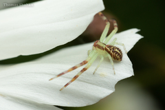 Thomisidae