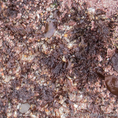 Microcladia borealis