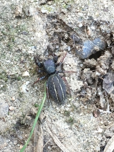 Ribbon Jumping Spider