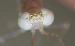 Maccaffertium terminatum
