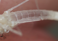 Maccaffertium terminatum