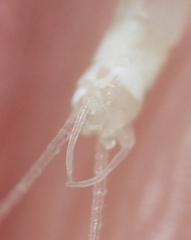 Maccaffertium terminatum