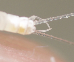 Maccaffertium terminatum