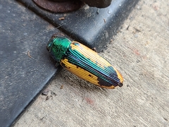 Buprestis viridisuturalis