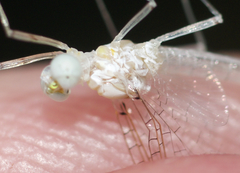 Maccaffertium terminatum