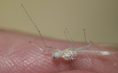 Maccaffertium terminatum