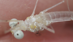 Maccaffertium terminatum