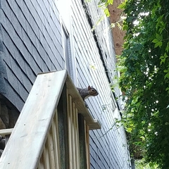 Sciurus carolinensis