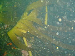 Laminaria pallida