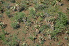 Aloe marlothii marlothii
