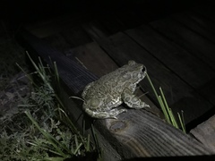 Bufotes viridis