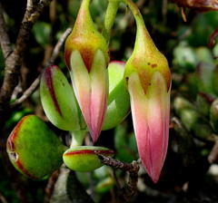 Cotyledon woodii