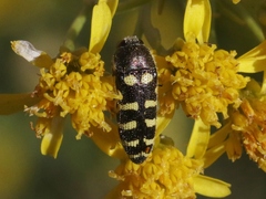 Acmaeodera alicia