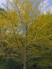 Pseudolarix amabilis