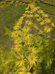 Pseudolarix amabilis