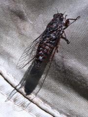 Cicadettinae