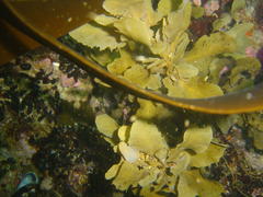Sargassum incisifolium