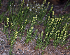 Galium serpenticum scotticum