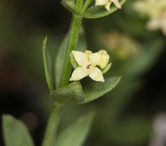Galium serpenticum scotticum